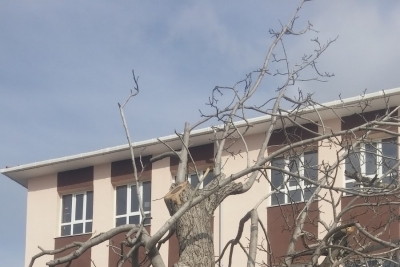 Gökçeada İmam Hatip Ortaokulu fotoğraf 4