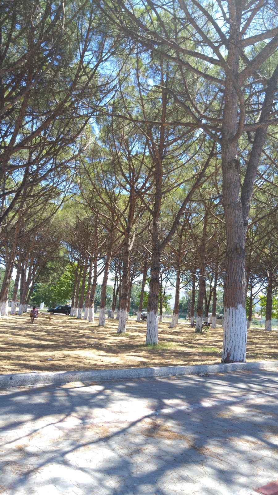 Lapseki Çardak İlkokulu Fotoğrafları 5