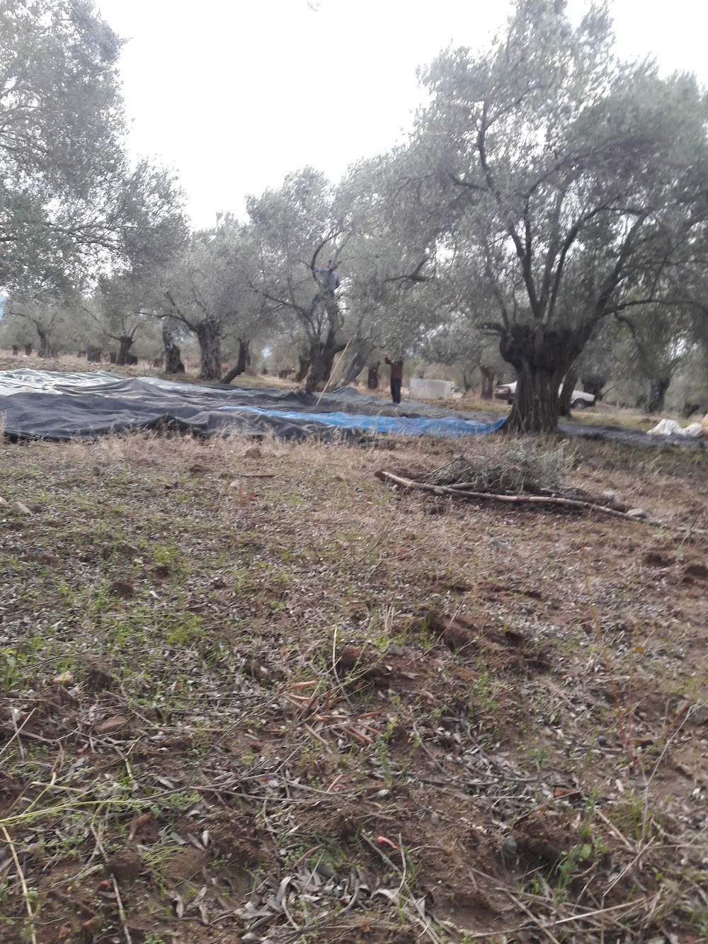 Yenice Armutçuk İlkokulu Fotoğrafları 2