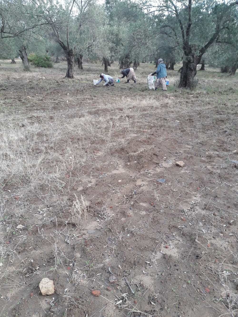 Yenice Armutçuk İlkokulu Fotoğrafları 3