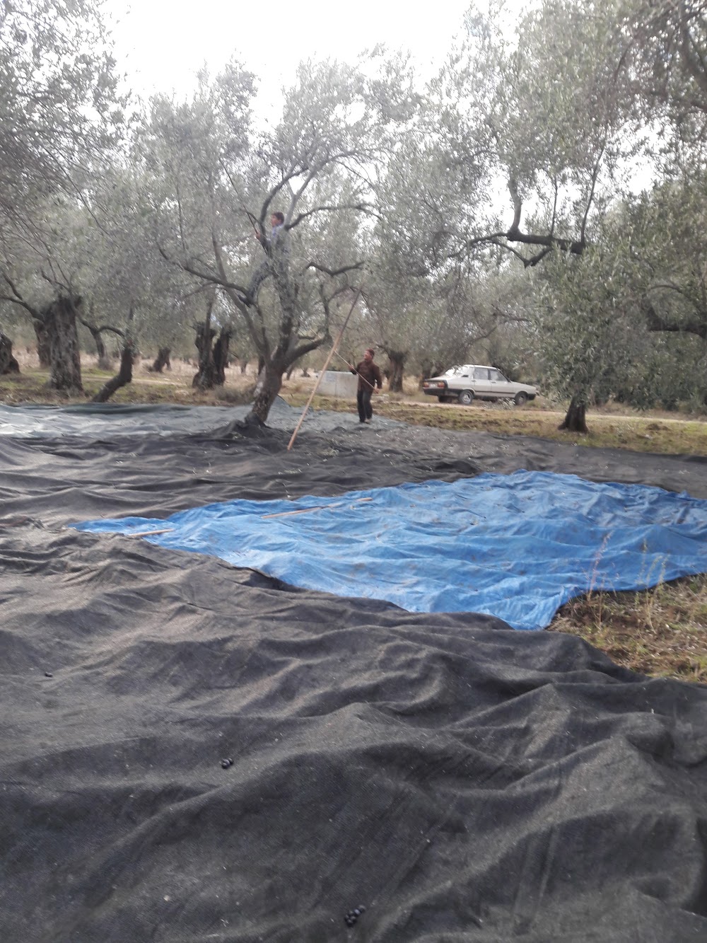 Yenice Armutçuk İlkokulu Fotoğrafları 1