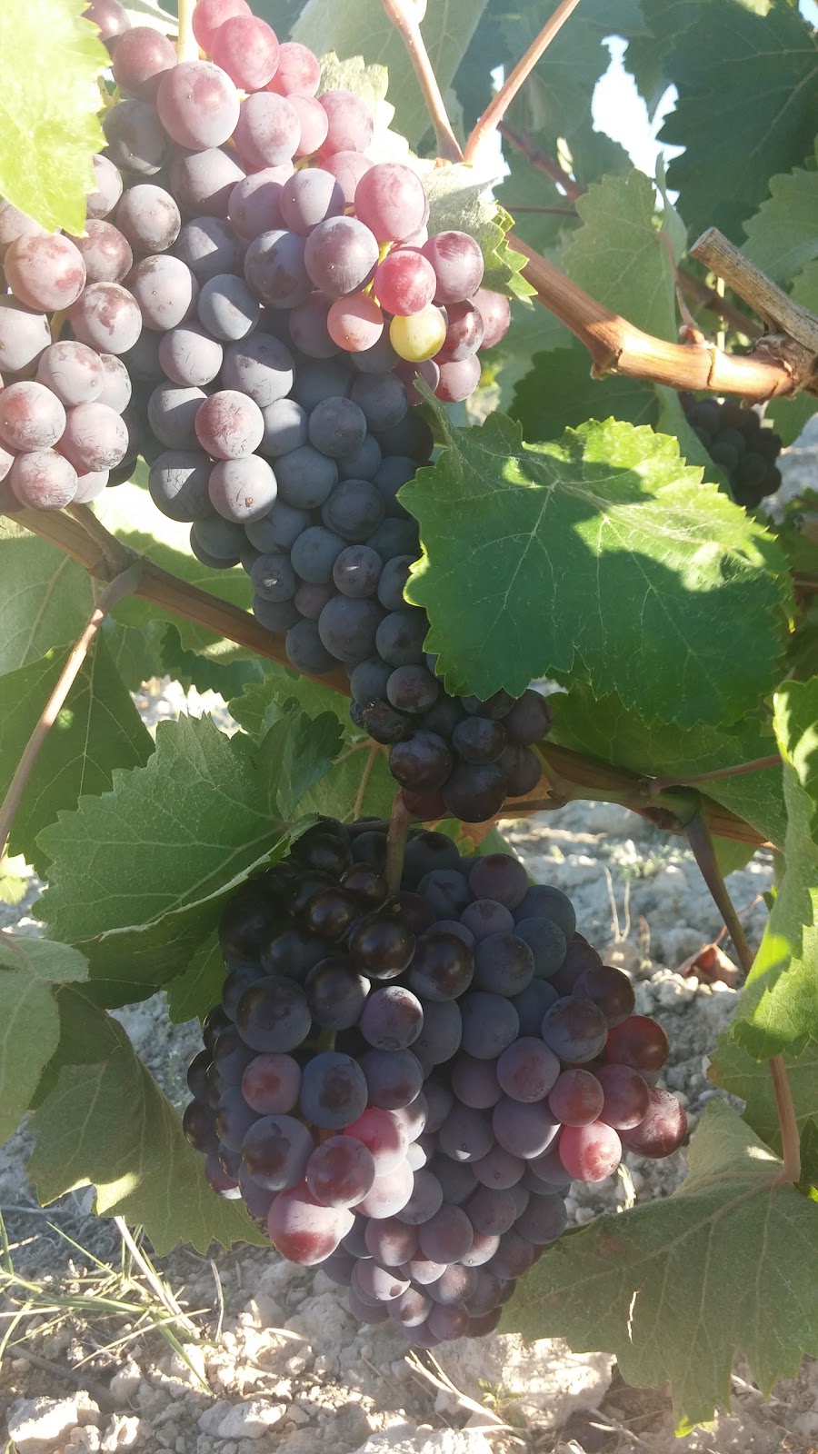 Denizli Bozkurt İmam Hatip Ortaokulu Fotoğrafları 2