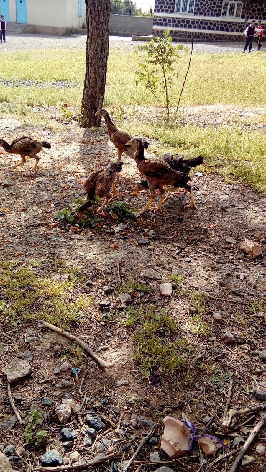 Gürbüz İmam Hatip Ortaokulu Fotoğrafları 5