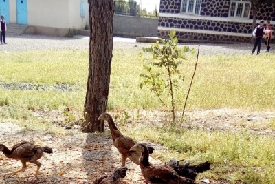 Bismil Kurtuluş İmam Hatip Ortaokulu fotoğraf 5