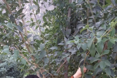 Kayagediği Ortaokulu fotoğraf 1