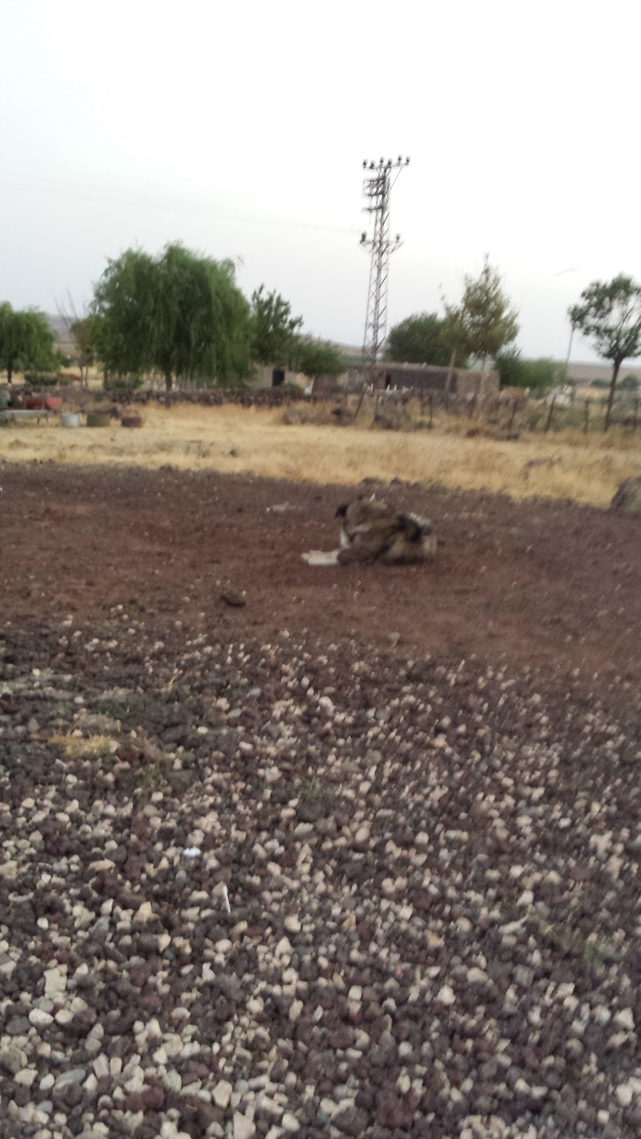 Demirli Baran İlkokulu Fotoğrafları 1