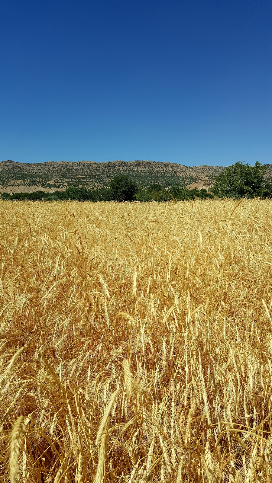 Gürbüz İlkokulu Fotoğrafları 2