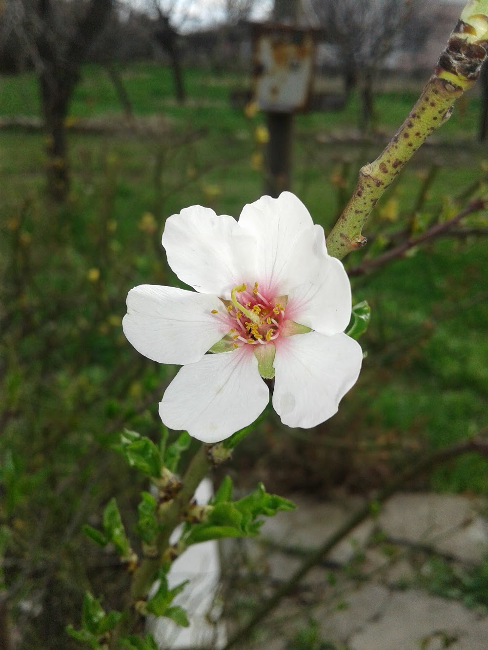 Çölgüzeli İlkokulu Fotoğrafları 1