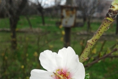 Çölgüzeli İlkokulu fotoğraf 1