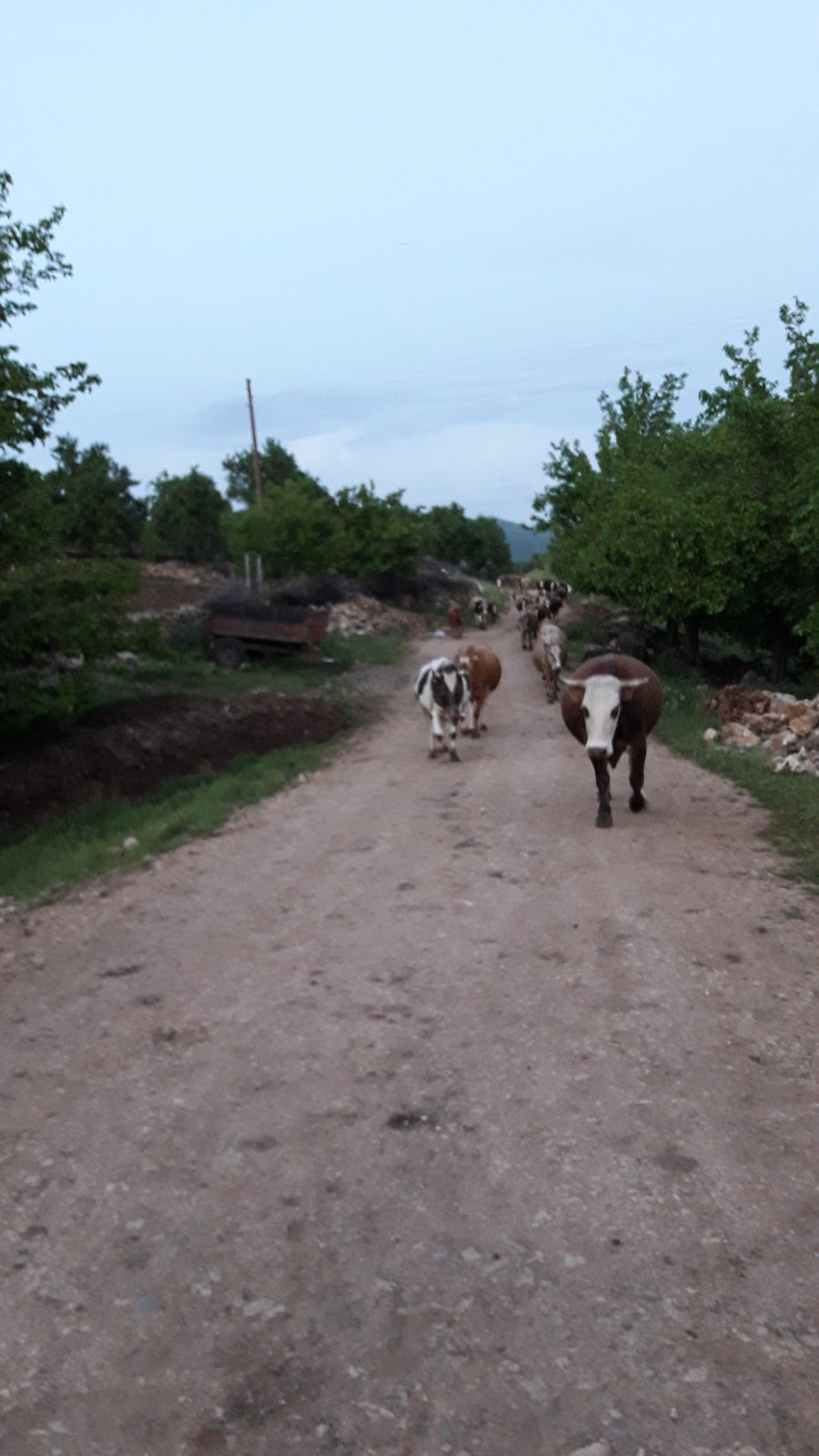 Gökçen İlkokulu Fotoğrafları 2