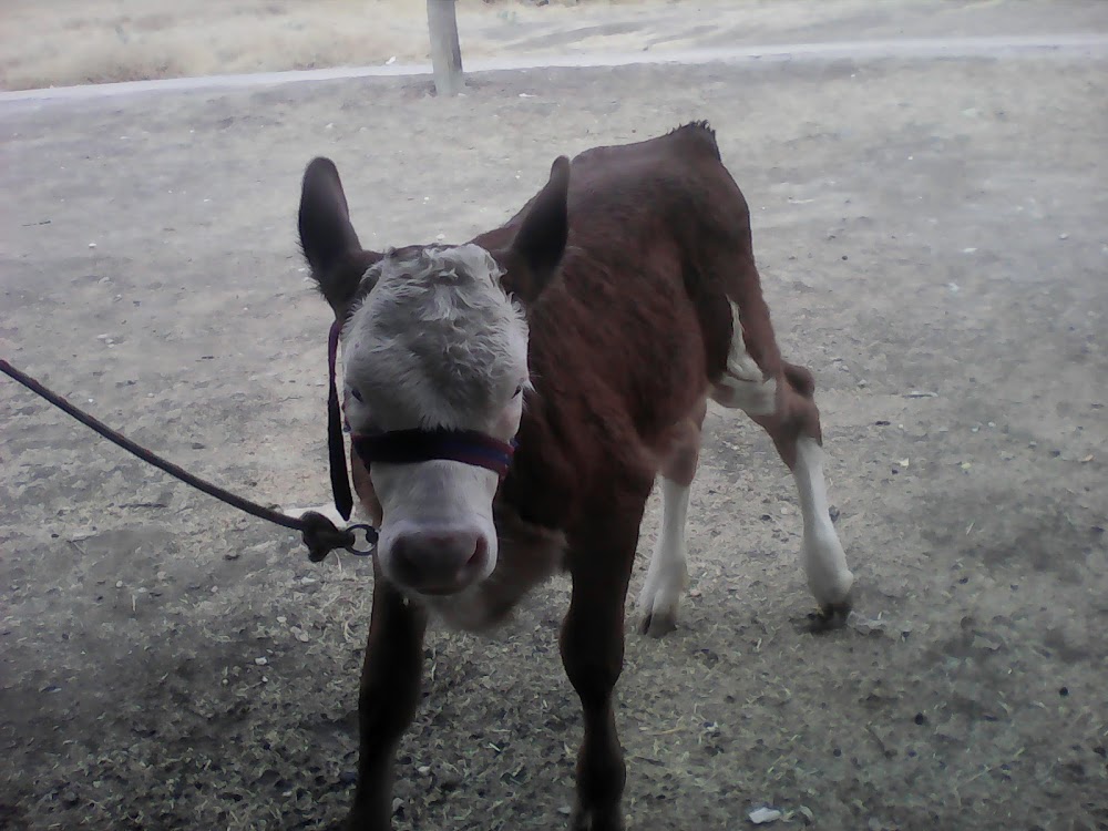 Akçakiraz İlkokulu Fotoğrafları 1