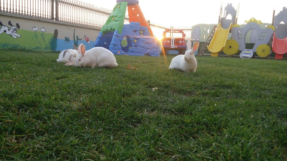 Özel Kartal Minik Yıldızlar Anaokulu Fotoğrafları 2